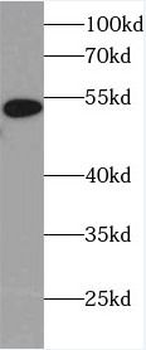 HPSE Antibody