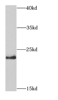 HRAS Antibody