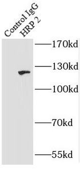 HDGFL2 Rabbit Polyclonal Antibody