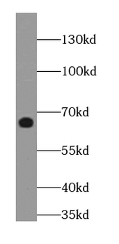WNK1 Antibody