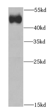 IFT52 Antibody