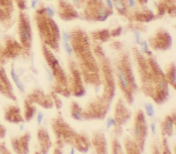 IGBP1 Mouse Monoclonal Antibody