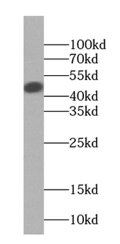 IL36B Antibody