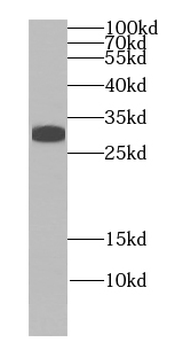 ING4 Antibody