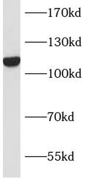 INTS8 Antibody