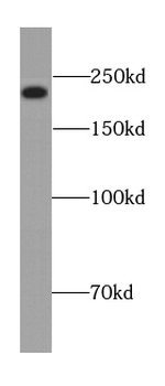 ECPAS Antibody
