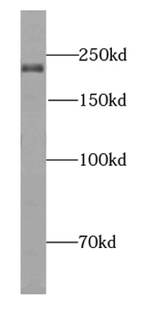 MARF1 Rabbit Polyclonal Antibody