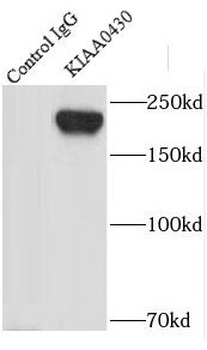 MARF1 Rabbit Polyclonal Antibody