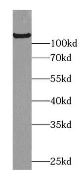 C2CD5 Antibody