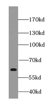 SHTN1 Antibody