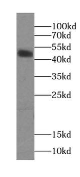 CCDC183 Antibody