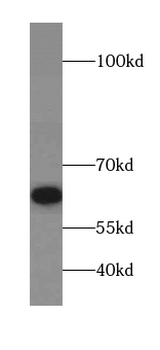 ZNF426 Antibody