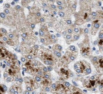 POGLUT1 Rabbit Polyclonal Antibody
