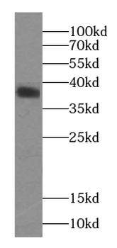 MBIP Antibody