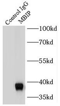 MBIP Mouse Monoclonal Antibody