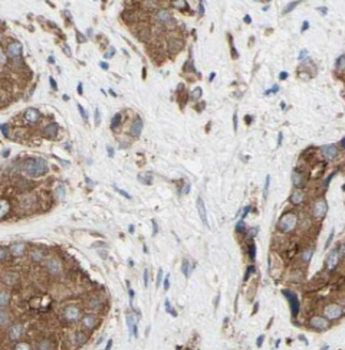 MEST Mouse Monoclonal Antibody