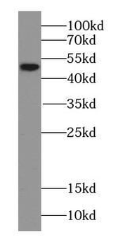 ERRFI1 Antibody