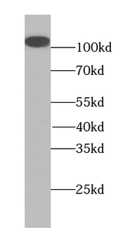 MMS19 Antibody