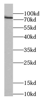 MKLN1 Antibody