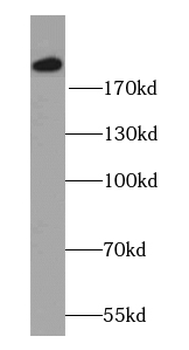 MYOM1 Antibody