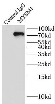 MYSM1 Specific Rabbit Polyclonal Antibody