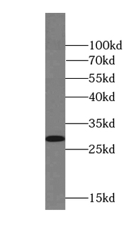 CIAO3 Antibody