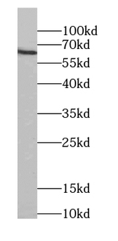 SLC13A1 Antibody