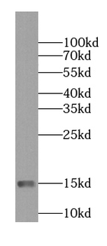 NDUFS5 Antibody