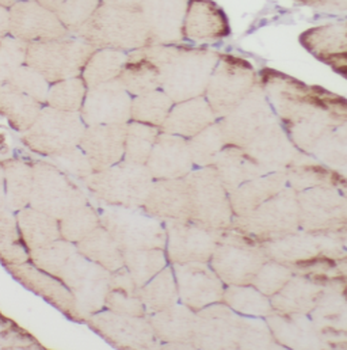 NEB Antibody