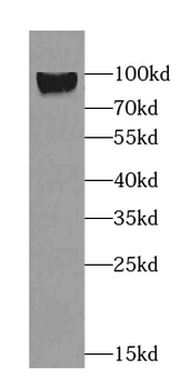 SLC9A8 Antibody