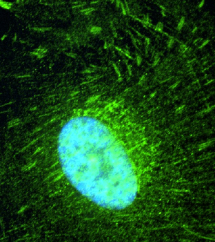 IQCB1 Antibody
