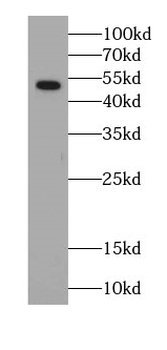 SLC17A1 Antibody