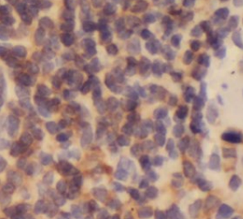 POU2F2 Specific Rabbit Polyclonal Antibody