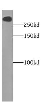 TENM1 Antibody