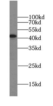 ZNF830 Antibody