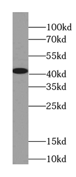 OXA1L Antibody