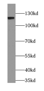 PACS2 Specific Rabbit Polyclonal Antibody