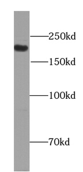 PCSK5 Antibody