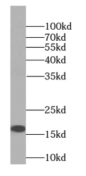 PSPN Antibody