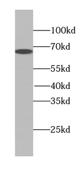 PEX5L Antibody