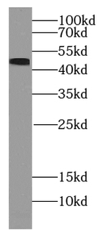 phospho RCC1 (Ser12) Rabbit Polyclonal Antibody