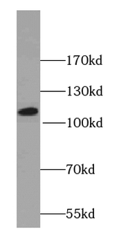 PIK3CB Antibody