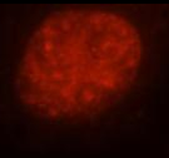 PKM1 specific Rabbit Polyclonal Antibody