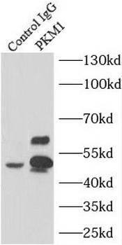 PKM1 specific Rabbit Polyclonal Antibody
