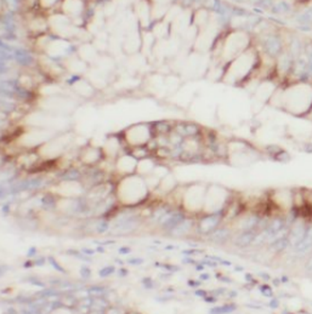phospho PLK1(S326) Rabbit Polyclonal Antibody