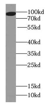 SH3RF1 Antibody