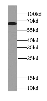 POU3F3 Antibody