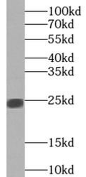 PRR4 Antibody