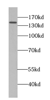 PSME4 Antibody