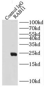 RAB11 Specific Rabbit Polyclonal Antibody